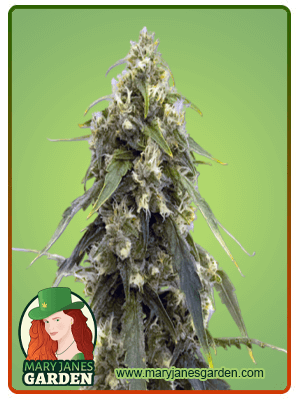 Tangerine Autoflowering