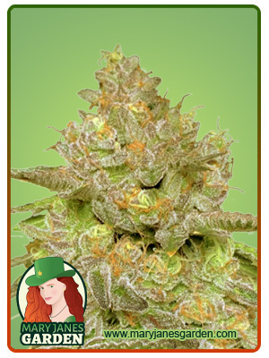 Thin Cookie Dog Autoflowering