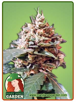 Tooth Decay Autoflowering