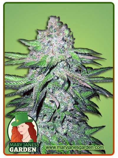 Trainwreck Auto