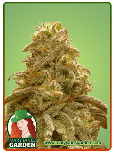 Watermelon OG Autoflowering