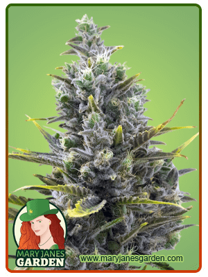 Wedding Cake Autoflowering