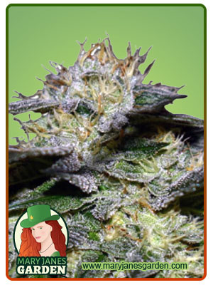 White Fire OG Fast Version