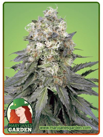 White Widow Regular