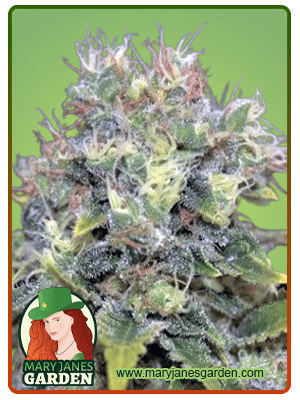 Yumbolt Autoflowering