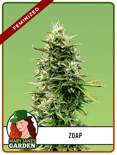 Zoap