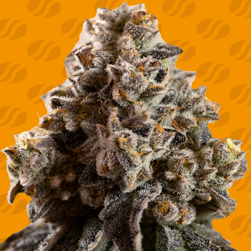 alien-moonrocks-image