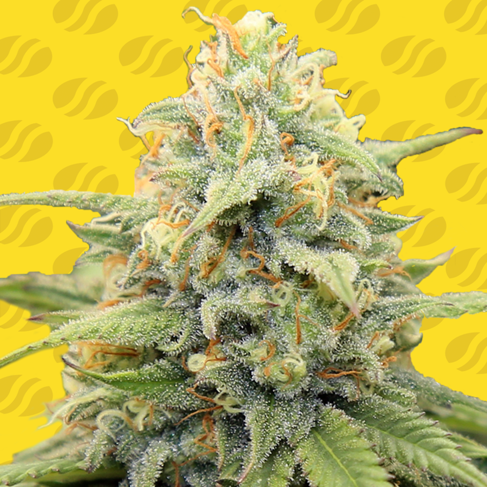 apple-fritter-auto-image