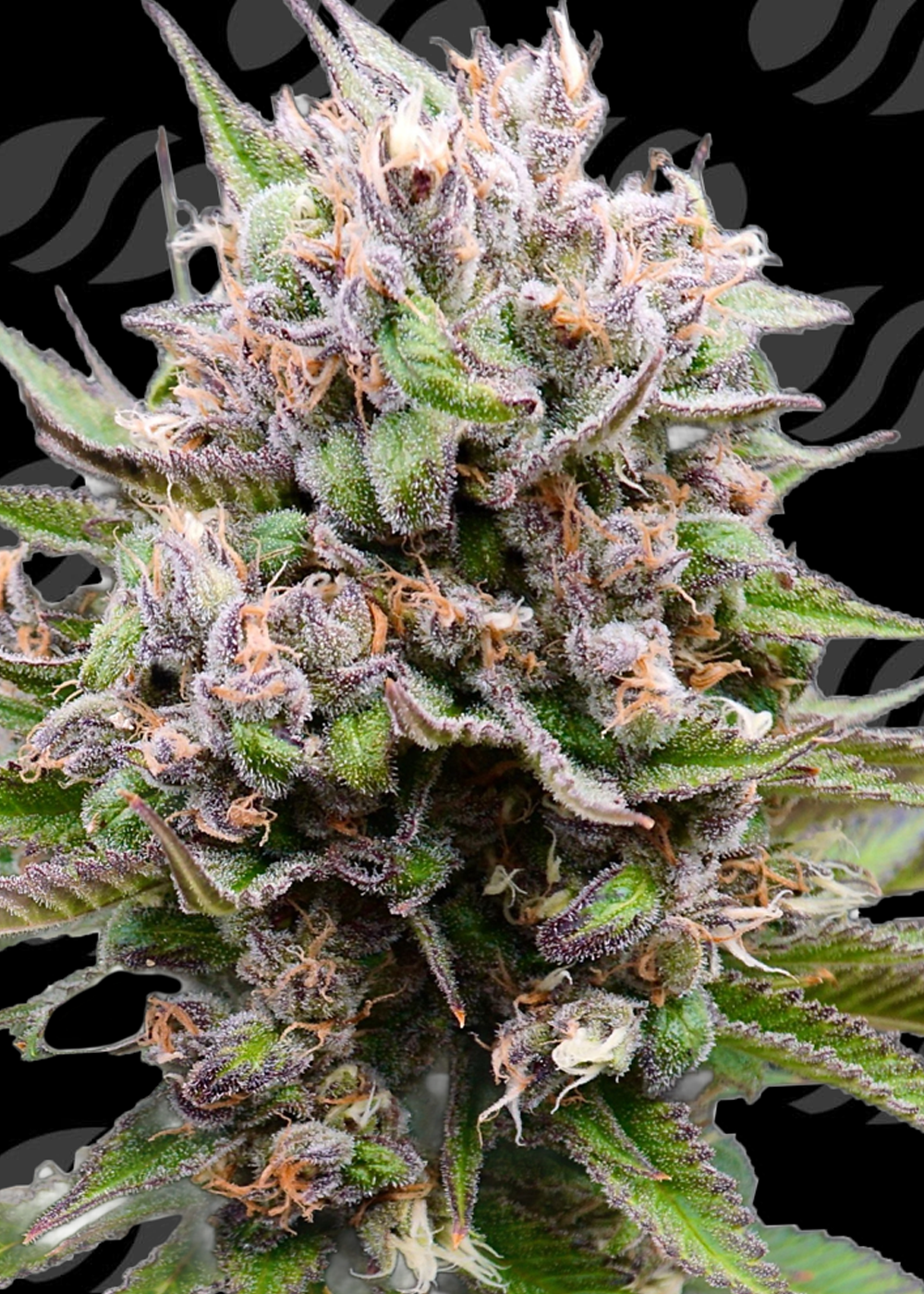 auto-cotton-berry-rush-image