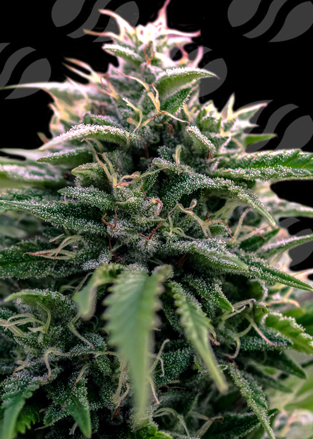 Creamzilla Auto