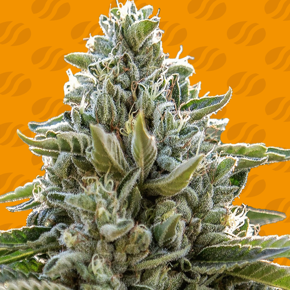 frosted-guava-image