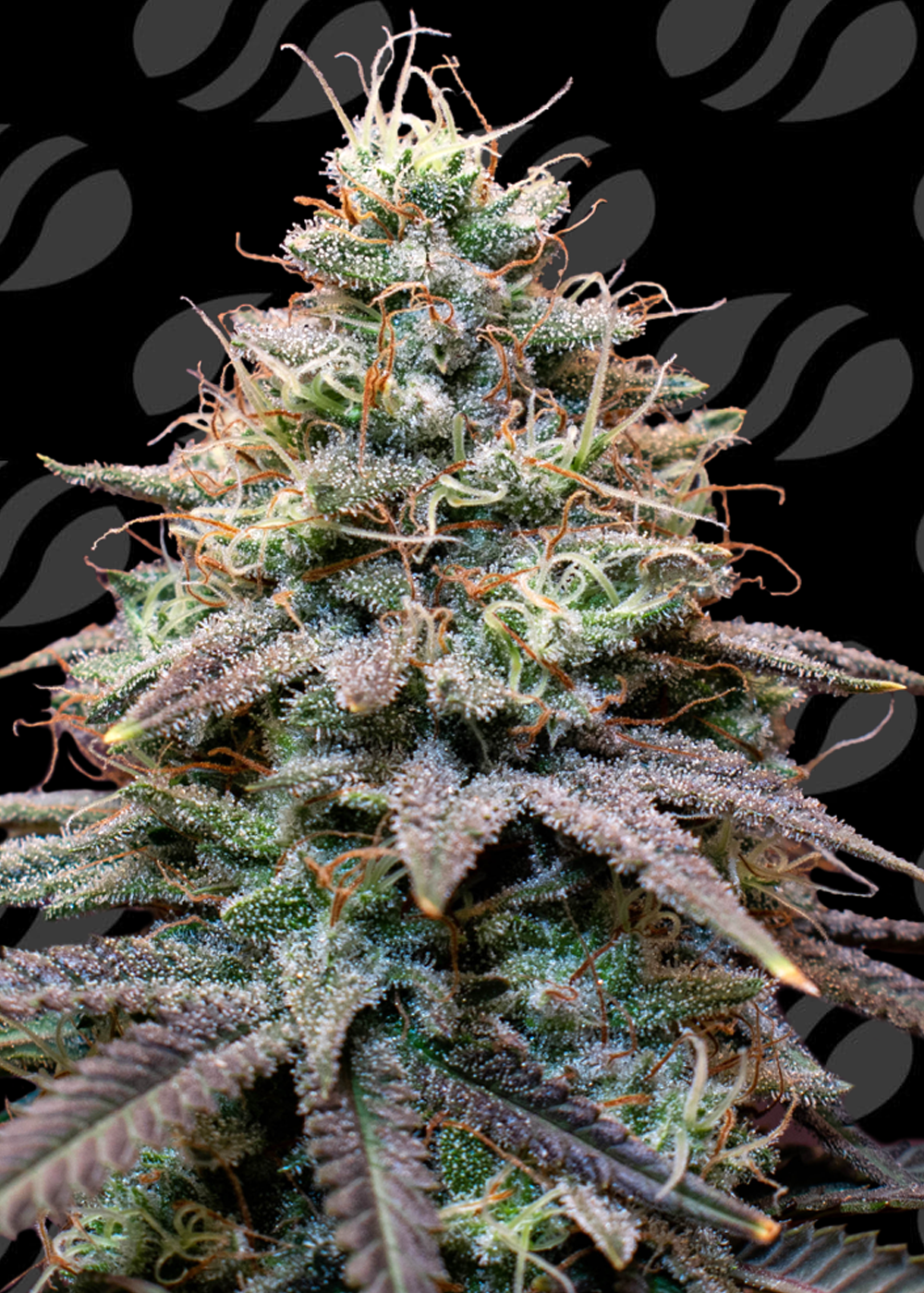 fumepop-auto-image