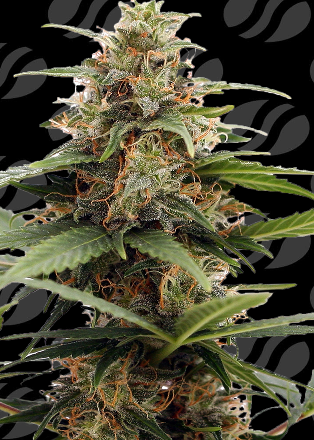 orange-ooze-image
