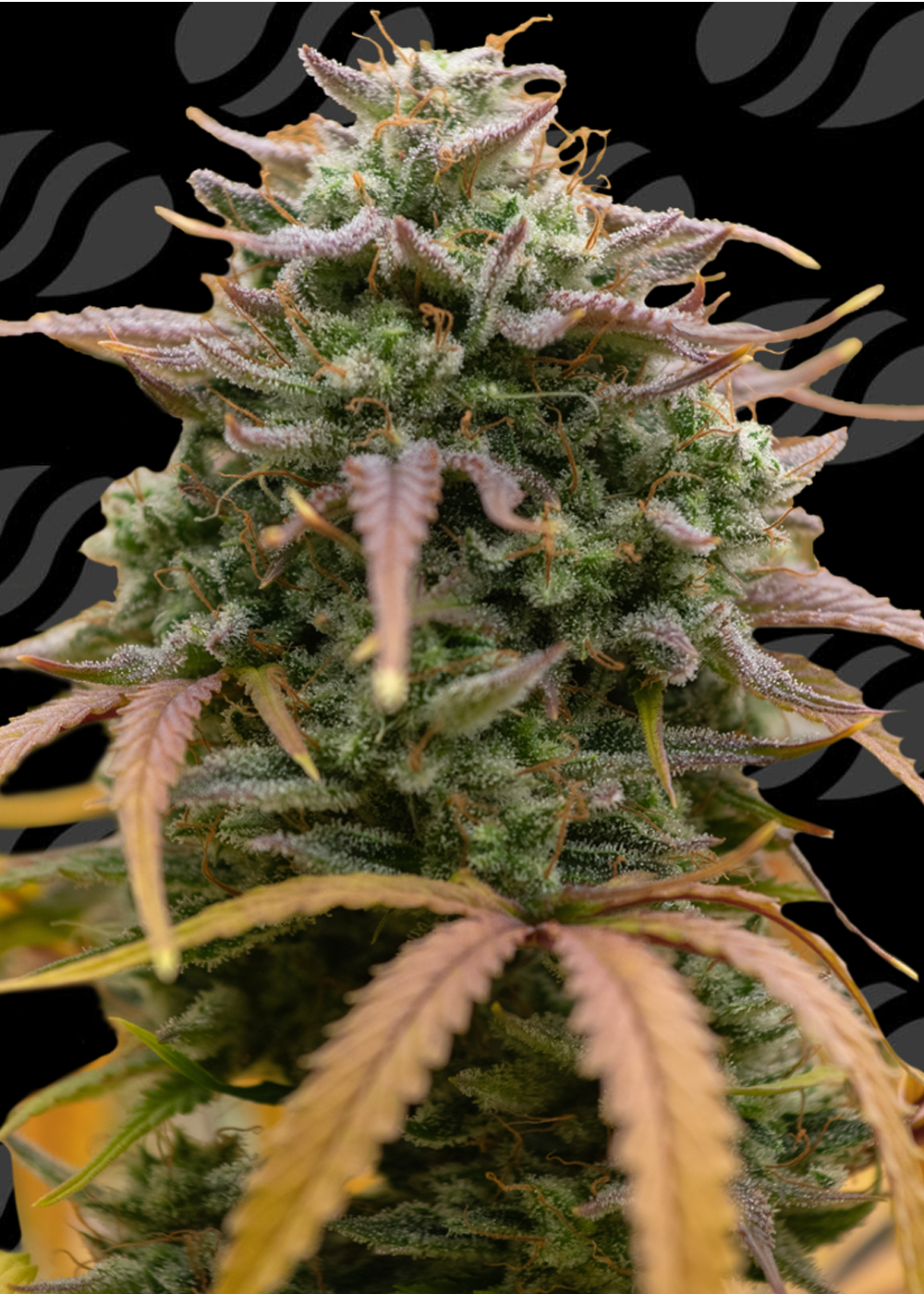 Pineapple Pulse Auto