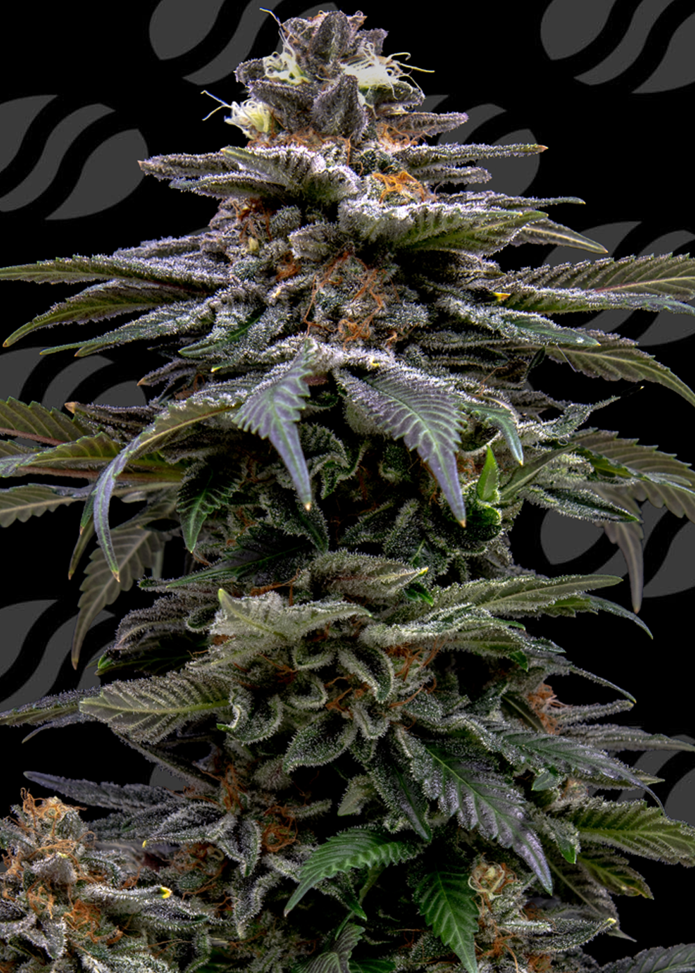 purple-overload-image