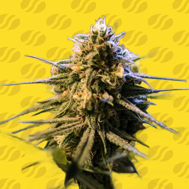 auto-orange-gorilla-xl-image