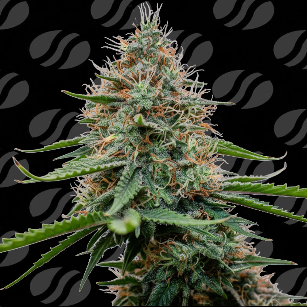 poison-cookies-image