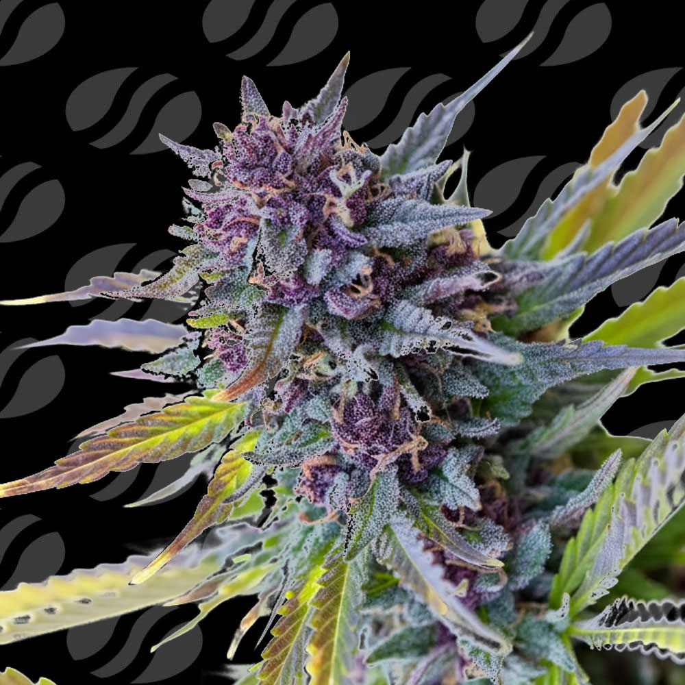 purple-lemon-tree-xl-auto-image