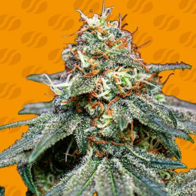 Banana Cream OG