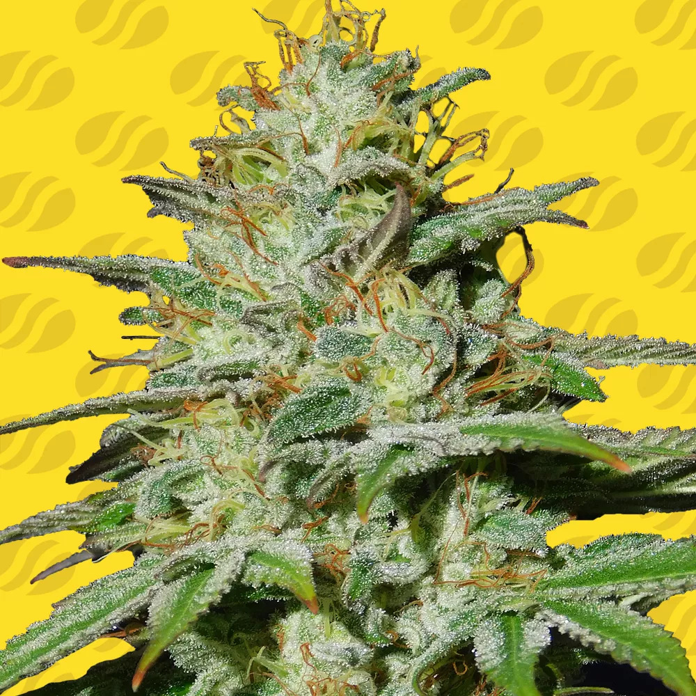 jungle-lava-auto-image