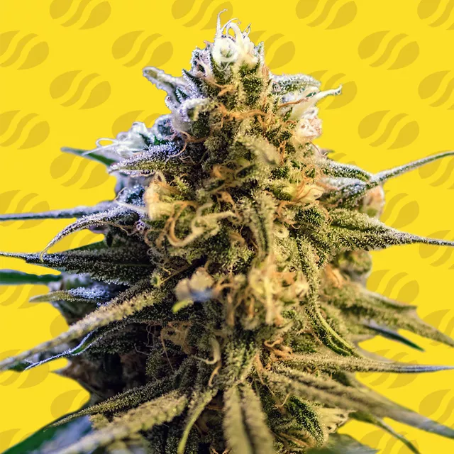 lemon-oasis-auto-image