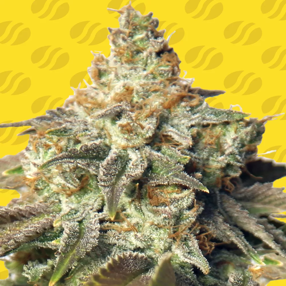 gg-4-auto-image