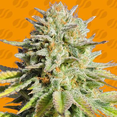 GG 4 Glue