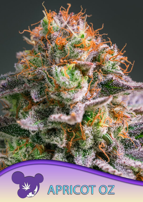 apricot-oz-image