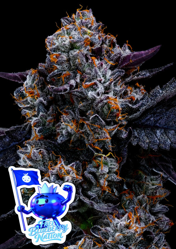 free-blueberry-nation-image