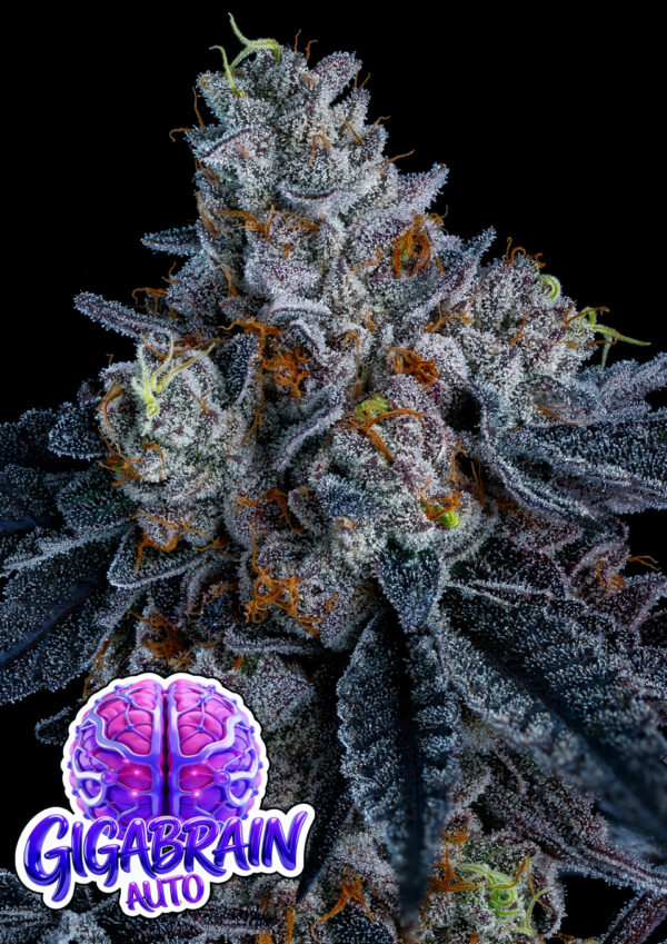 giga-brain-auto-image