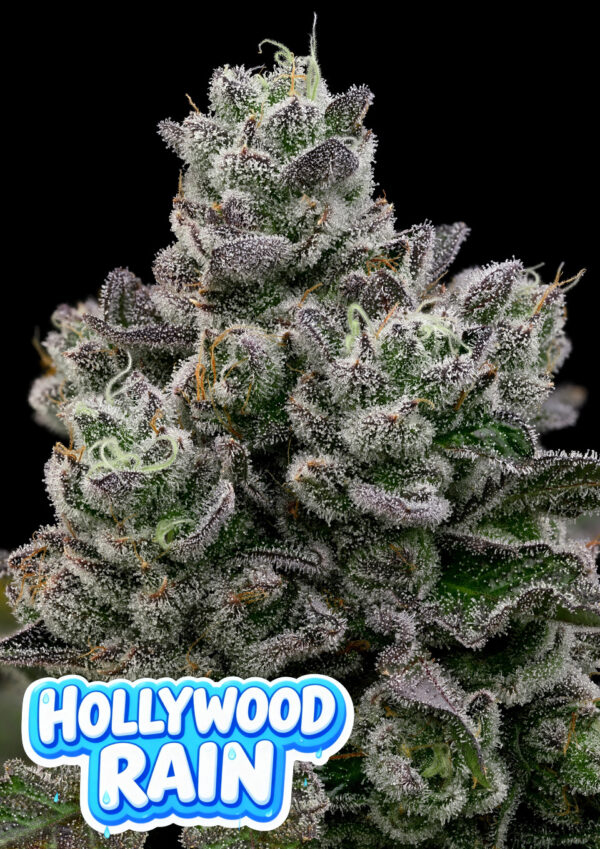 hollywood-rain-image