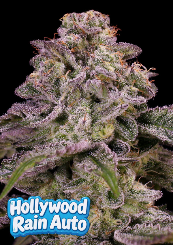 hollywood-rain-auto-image