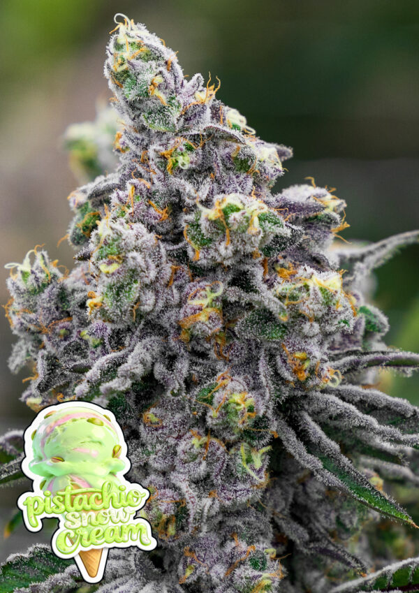 pistachio-snow-cream-image