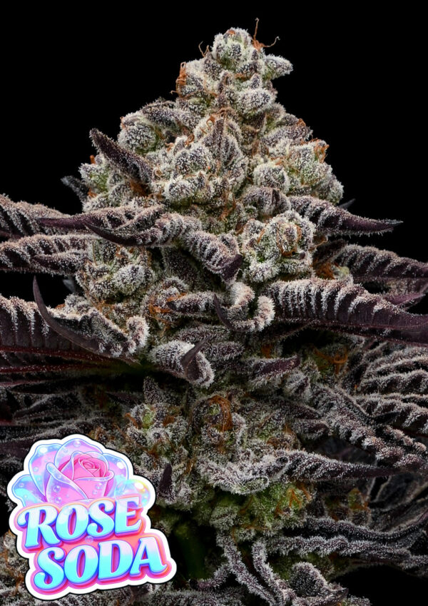 rose-soda-image