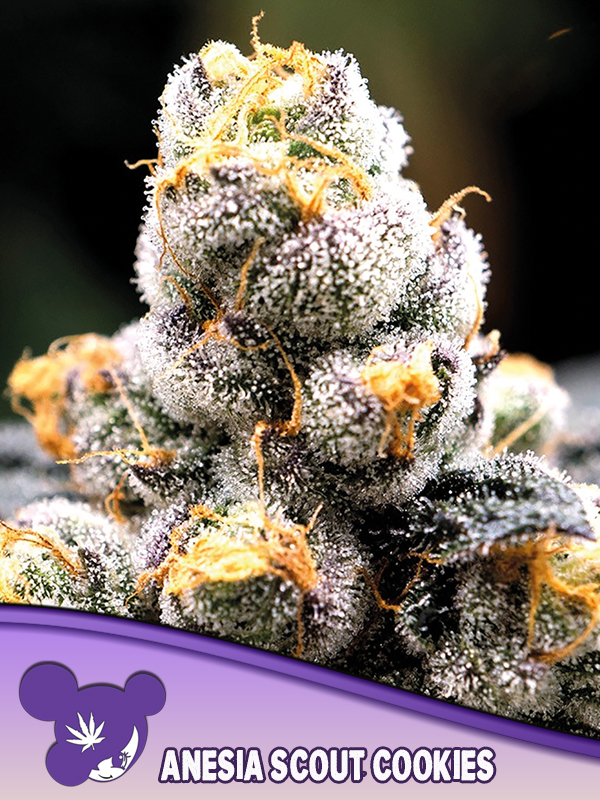 scout-cookies-image
