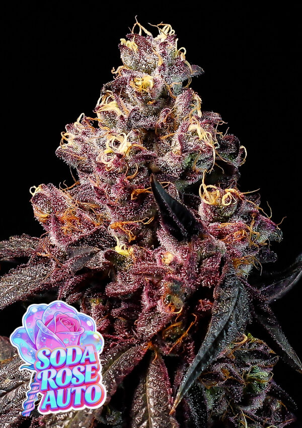soda-rose-auto-image