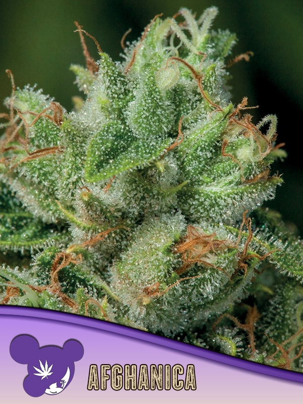 afghanica,-landraces-image