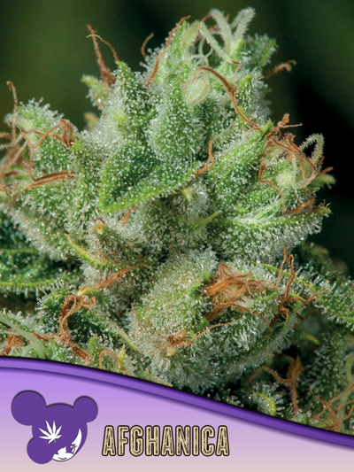 Afghanica, Landraces