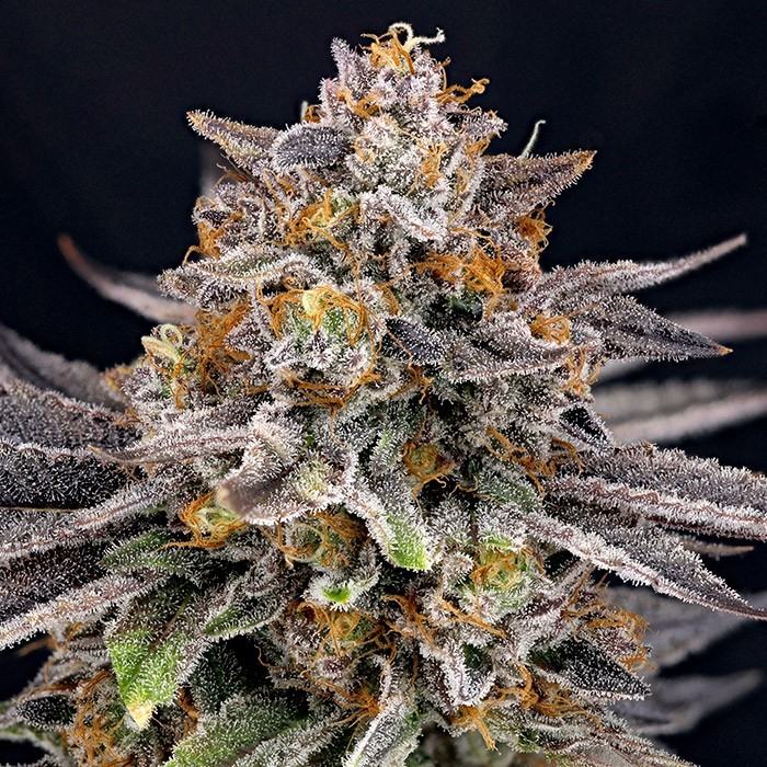 candygaz-image