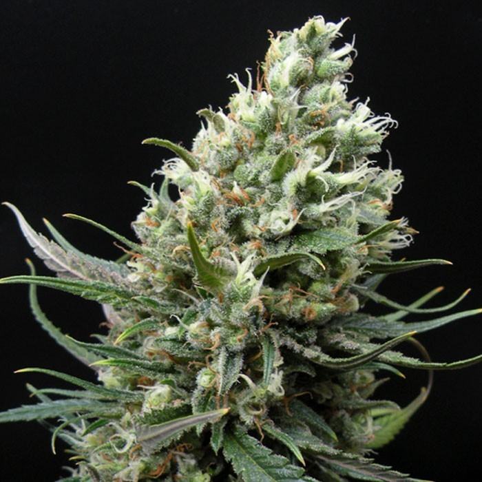 haze-image