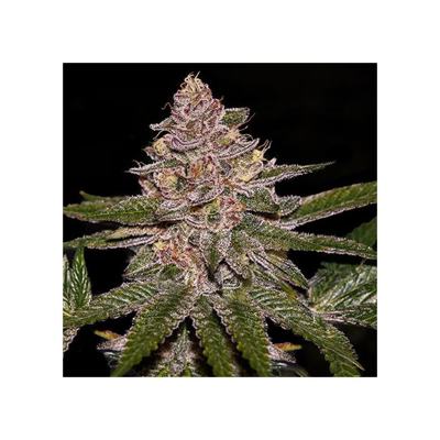 RADICAL JUICE AUTO