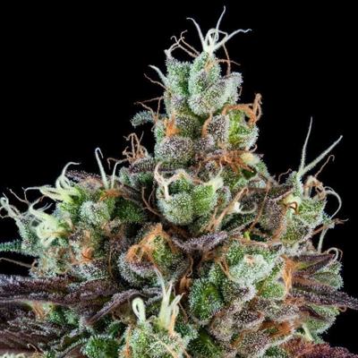 SOUR AUTO