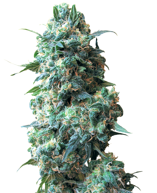 afghan-kush-image