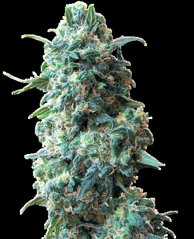 Afghan Kush