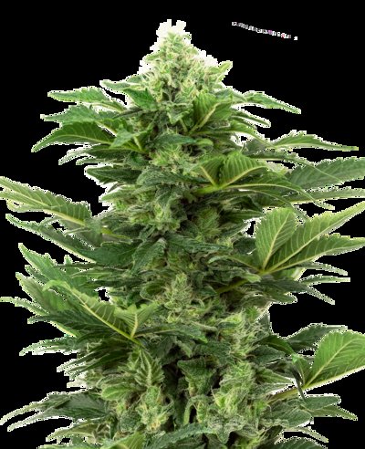 Afghan Pearl CBD Automatic