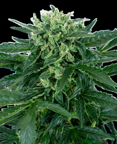 Amnesia Automatic
