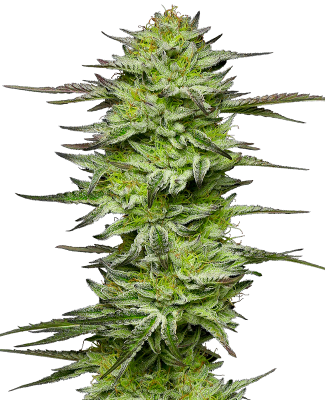 amnesia-jelly-automatic-image