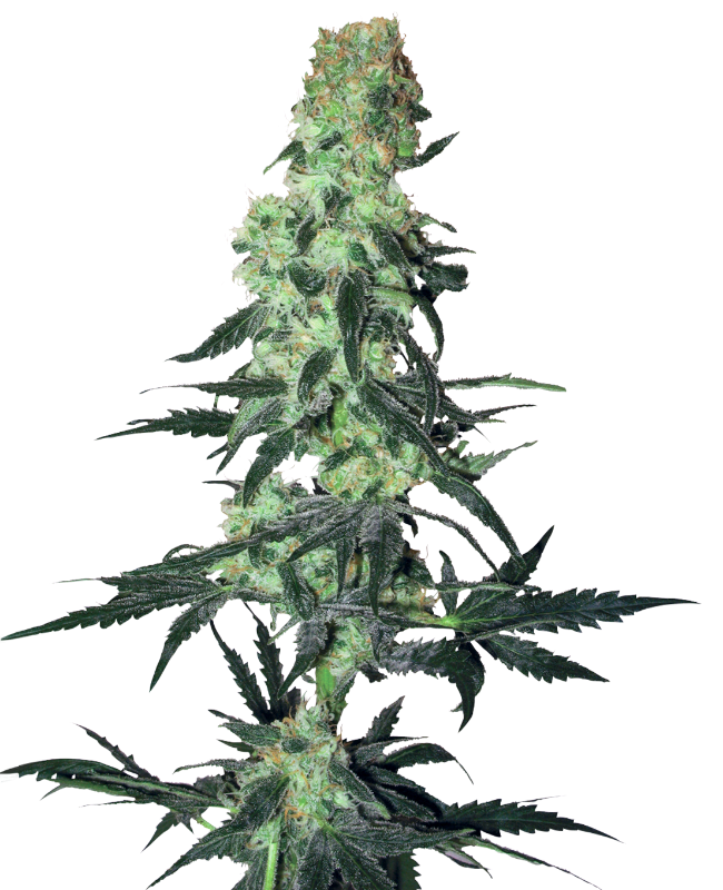 amnesia-white-image