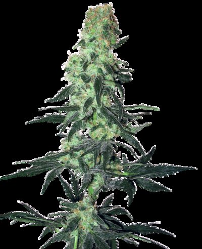 Amnesia White