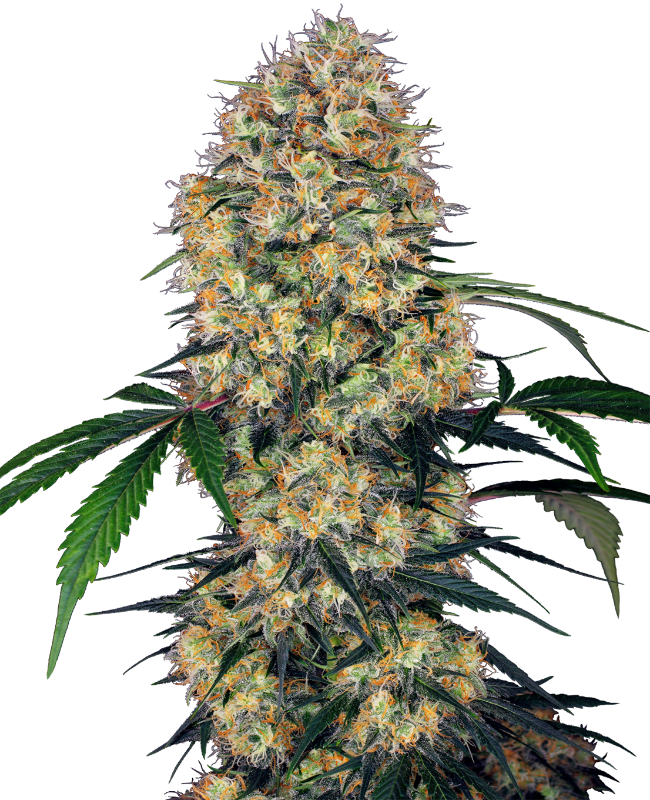 amnesia-xxl-automatic-image